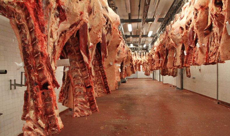 Las exportaciones de carne uruguaya deben superar controles sanitarios más exigentes en los mercados. Foto: Nicolás Der Agopián / Búsqueda