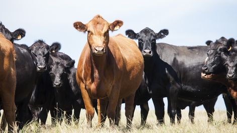 Todo indica que, salvo que haya un evento de magnitud no prevista en el radar, que afecte al mercado, los precios no van a ceder.