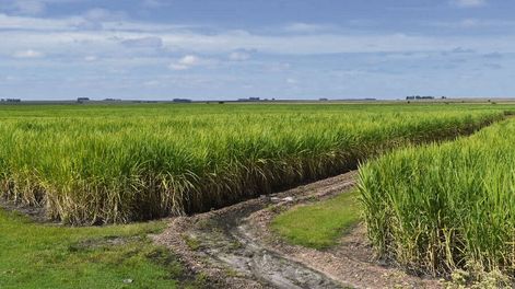 Alrededor del 50% del costo del cultivo corresponde a la mano de obra. Foto: Revista Verde