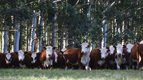 Advierten que el compromiso ambiental de Uruguay hacia 2030 tomó como base el stock ganadero de 2019, el menor de los últimos años
