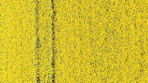 Las flores amarillas ya son parte del paisaje uruguayo de agosto