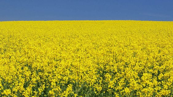 Canola y carinata son dos cultivos que se usan para producir biocombustibles para aviones