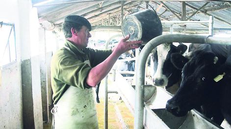 imagen de La lechería uruguaya tiene oportunidad de crecer, pero debe utilizar más pasto y duplicar la cantidad de vacas, según técnicos