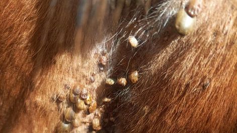 La garrapata desafía a la ganadería generando numerosos problemas productivos y comerciales