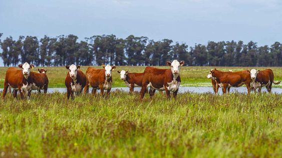 conflicto ganaderia-sustentabilidad ?es falso?, sostienen desde la fao
