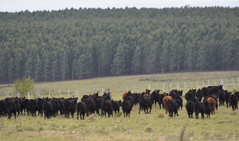 El informe del BID e IICA valora que el sector privado avanzó en la medición de la sostenibilidad mediante la utilización de “mecanismos de autoevaluación”