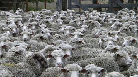 Hay quienes vaticinan que el stock caerá por debajo de 6 millones de ovinos. Foto: Agro de Búsqueda