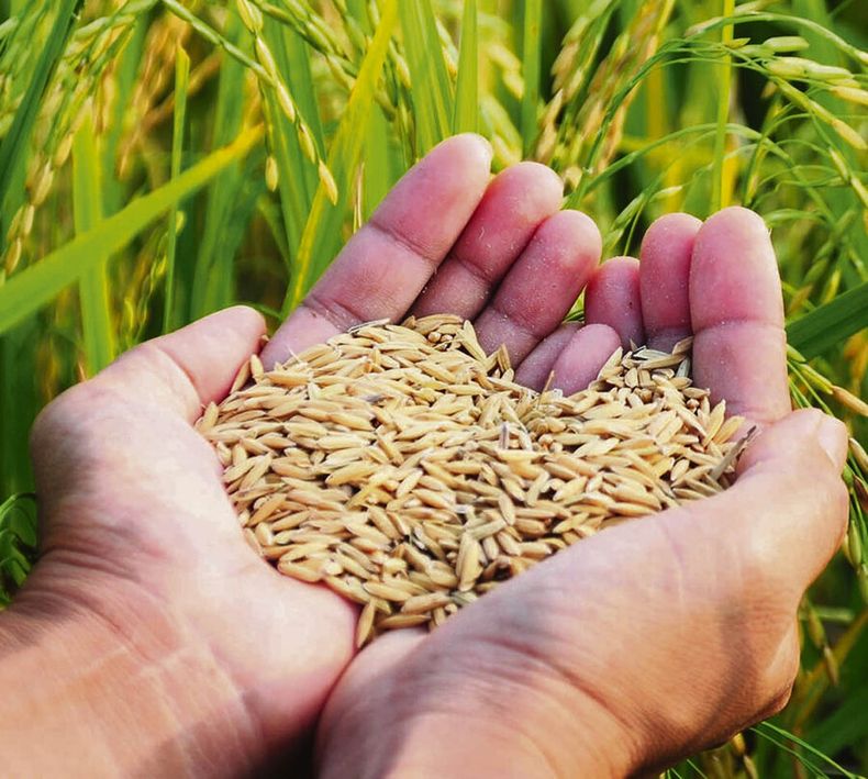 Con la llegada de nuevas variedades el arroz ha consolidado productividades estables por encima de 9.000 kg/ha