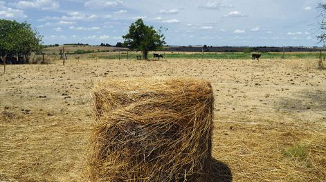 Búsqueda | El trigo, el maíz y la soja, principales cultivos que se siembran en Argentina, están sufriendo la falta de lluvias. Foto: Ricardo Antúnez, adhocFOTOS