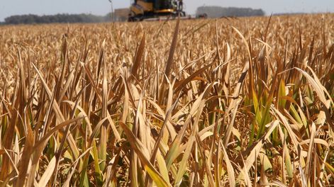 Cerca de 1,3 millones de toneladas de arroz será el total de cosecha este año. Foto: Nicolás Der Agopián / Búsqueda