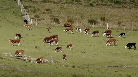 imagen de Diversificación y especialización agropecuaria están vinculadas a dependencia de recursos naturales y “vocación histórica”