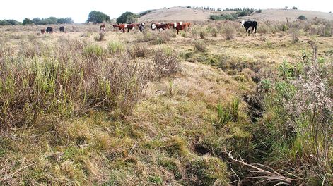 El mayor plazo para créditos destinados a la compra de campos mueve el mercado. Foto: Nicolás Der Agopián / Búsqueda