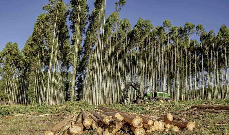 “La cadena forestal maderera es percibida como un motor relevante de la economía uruguaya”, especialmente “en regiones con alta actividad forestal”, figura entre las principales conclusiones del estudio.
