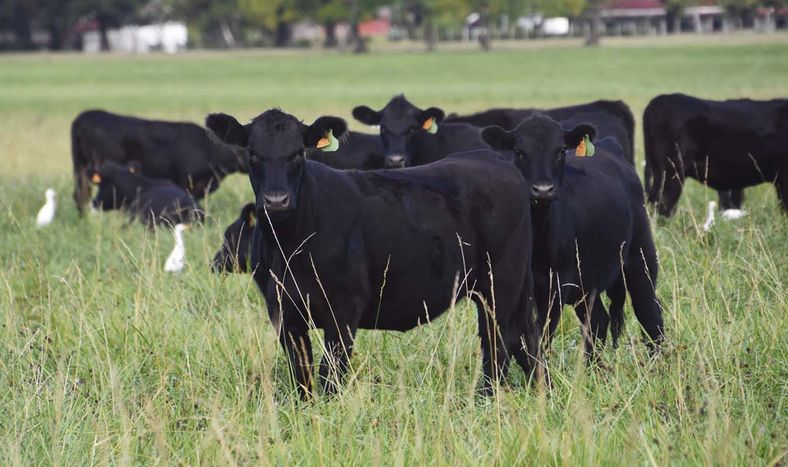 Una bandada de cisnes negros favorece a la ganadería uruguaya