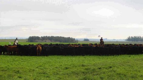 El jueves 18 la visita fue a la unidad experimental Palo a Pique, de INIA Treinta y Tres, y el viernes 19 a Angus Los Tilos