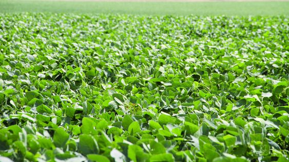 imagen de El “desplome” agrícola afecta el comercio en las ciudades imagen de El “desplome” agrícola afecta el comercio en las ciudades