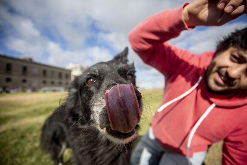 La variante encontrada en los animales fue una “antecesora” de la P1. Foto: Nicolás Garrido / Búsqueda