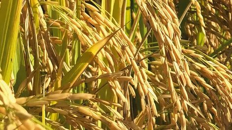 Los indicadores de precios y demanda dan pauta de otro año de buenos valores. Foto: Agro Búsqueda