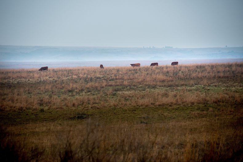 Un campo ganadero en Artigas.