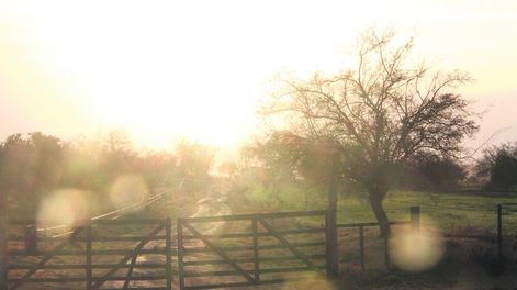 El Instituto de Colonización quedará fuera del mercado de tierras para intervenir en la puja por los campos. Foto: Nicolás Der Agopián / Búsqueda