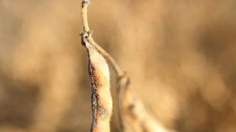 imagen de Los altos costos internos y las carencias en infraestructura frenan la expansión agrícola, que podría duplicarse o cuadruplicarse, según afirma Gordon Storey, director de Kilafen SA