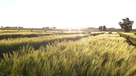 La inversión en tierras ganó dinamismo en las últimas dos décadas en el agro local