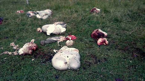 imagen de Abigeato, perros, zorros y jabalíes diezman las majadas