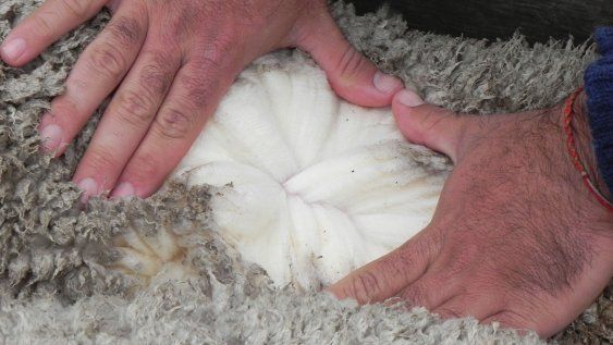 La lana uruguaya tiene atributos que la destacan, además de su calidad, sobresale su sistema de producción natural, respetando y conservando la biodiversidad. &nbsp;