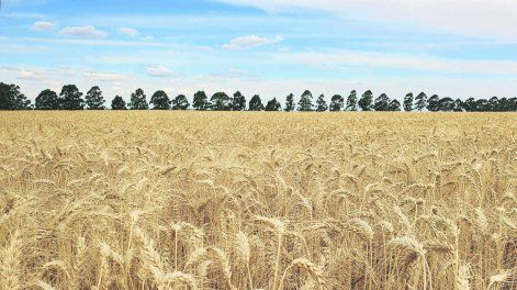 En trigo es altamente probable que se supere por segunda vez en la historia la referencia de 4.500 kg/ha.