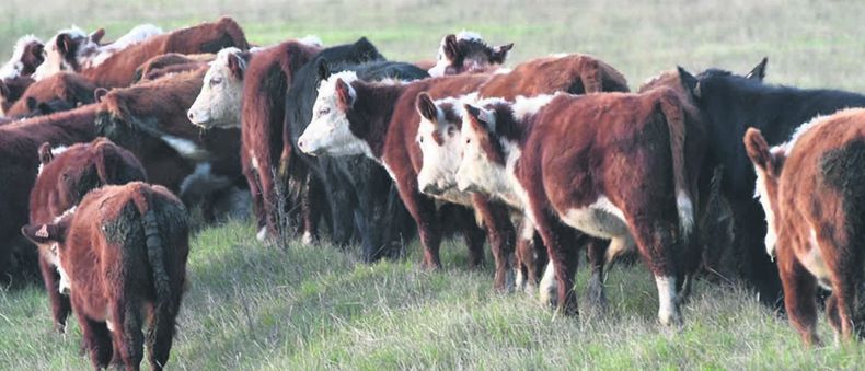 &nbsp;Están todos los astros alineados para el negocio de la carne, destacó Varalla.