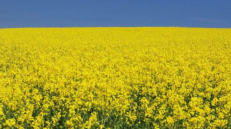 Canola y carinata son dos cultivos que se usan para producir biocombustibles para aviones