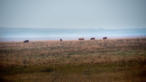Un campo ganadero en Artigas.