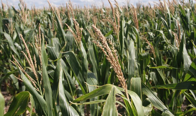 Foto: Nicolás Der Agopián / Búsqueda