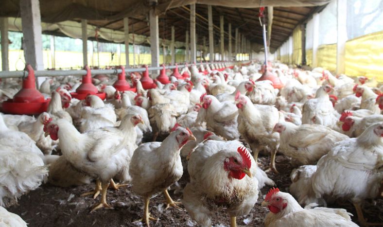 imagen de IVA a carnes blancas   sorprendió a productores y a dirigentes del propio gobierno