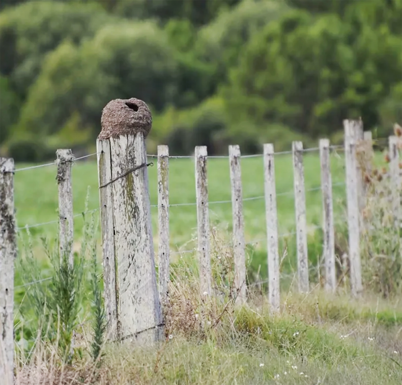 El mercado de compraventas de tierras sigue movido en Uruguay