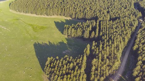 El fideicomiso Bosques del Uruguay vendió 18.800 hectáreas en Rivera y Tacuarembó a Paitone SAS, de Braspine Madeiras, de Brasil.