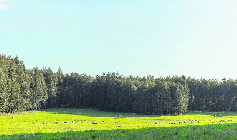 Percepción sobre el impacto ambiental genera “alerta” en el sector y el gobierno