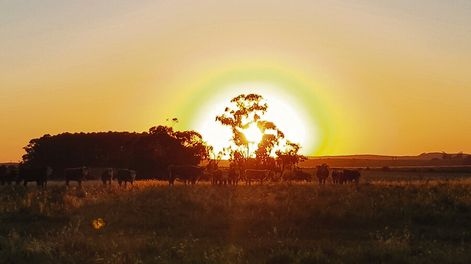 Los inversores uruguayos predominan sobre el interés de los extranjeros en el mercado de compraventa de campos. Foto: Revista Verde