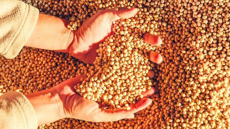 Hasta ahora se va cosechando aproximadamente 60% del área de soja en Uruguay, el clima será clave para terminar las tareas en tiempo y forma