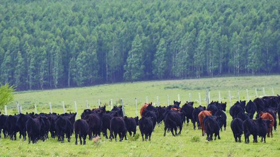 Se pretende que este fideicomiso Salud Animal tendrá como objeto el financiamiento de programas para la erradicación y/o control de enfermedades en todo el territorio nacional. Se pretende que este fideicomiso Salud Animal tendrá como objeto el financiamiento de programas para la erradicación y/o control de enfermedades en todo el territorio nacional.