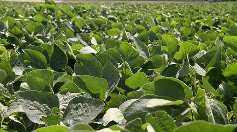 imagen de Con el clima como aliado, la tecnología y el manejo agronómico permitieron dar un salto en la productividad de la soja uruguaya