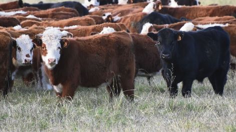 El rodeo bovino de Uruguay mantuvo cierta estabilidad en las últimas décadas, ubicándose en unos 12 millones de cabezas. Foto: Revista Verde