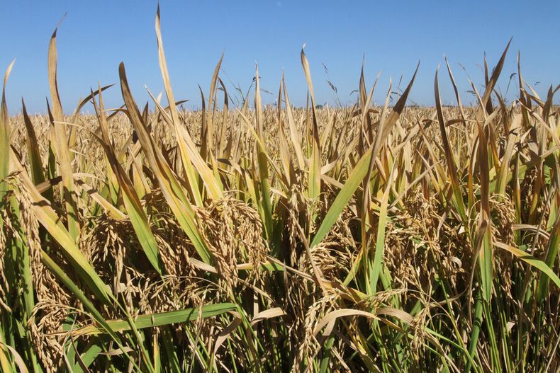 El cultivo de arroz sumará unas 20.000 hectáreas en la próxima siembra y llegará a 160.000 hectáreas este año. Foto: Nicolás Der Agopián / Búsqueda