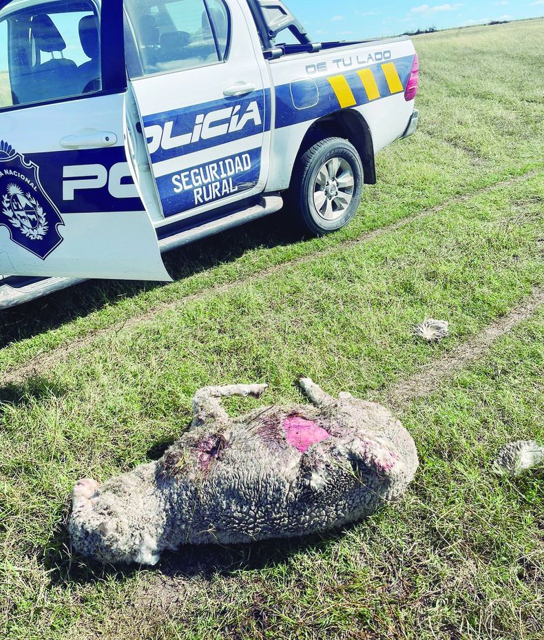 En 2021 el productor Douglas Cortela, de Colonia, denunció que perrosle mataron e hirieron alrededor de 100 ovinos en un año
