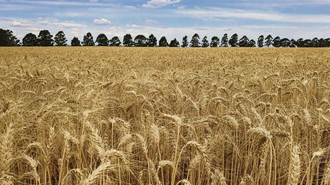 El área de siembra de trigo en 2024 fue de unas 350.000 hectáreas