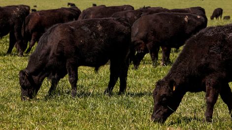 Ganado vacuno engordado en pasturas naturales. San José Uruguay.&nbsp;