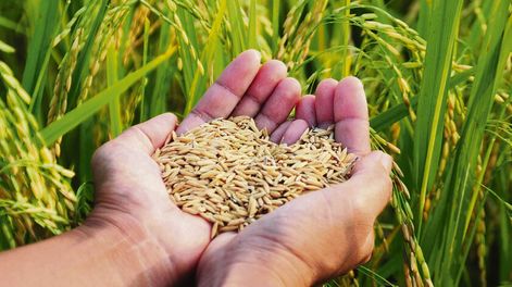 El arroz cierra su siembra 2023-2024 consolidado como el mercado estrella del agro en Uruguay. Foto: Agro de Búsqueda