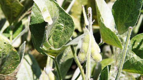 El prodcutor tiene un precio atractivo para la soja este año, pero hay riesgo de seca y plagas en los cultivos. Foto: Nicolás Der Agopián / Búsqueda