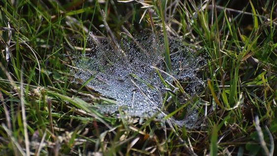 Se estima que en Uruguay hay 9,6 millones de hectáreas de campo natural. Foto: Agro de Búsqueda Se estima que en Uruguay hay 9,6 millones de hectáreas de campo natural. Foto: Agro de Búsqueda