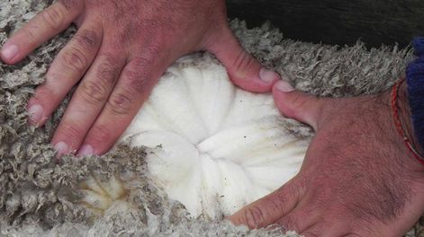 Las estimaciones del Secretariado Uruguayo de la Lana (SUL) para la producción de lana de la zafra 2023-2024 fue de 23.816 toneladas base sucia 3,55% menos que en el ejercicio anterior, según el Anuario de Opypa 2024